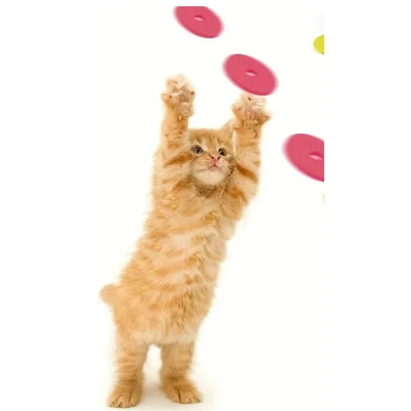 Funny Cat Toys Creative Turnip - Frisbee Freestyle Disc recension och pris