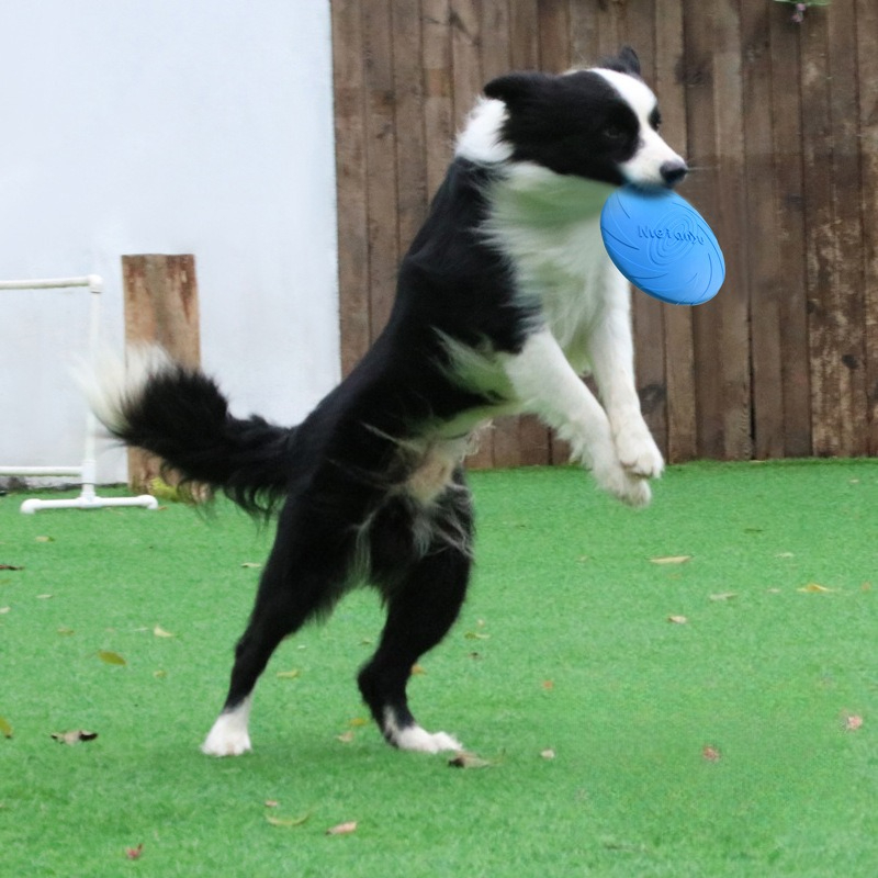 Dog Frisbee, Border Animal Pet - Frisbee Freestyle Disc recension och pris