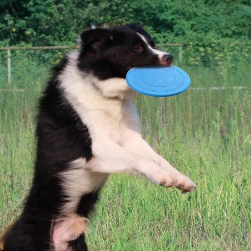 Silicone fun pet frisbee dog i - Frisbee Freestyle Disc recension och pris